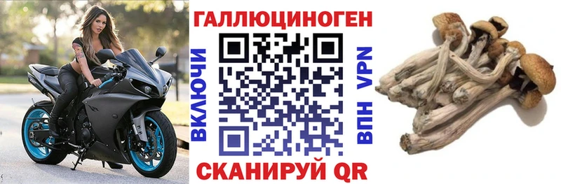 Галлюциногенные грибы Psilocybe  где купить наркотик  Уржум 